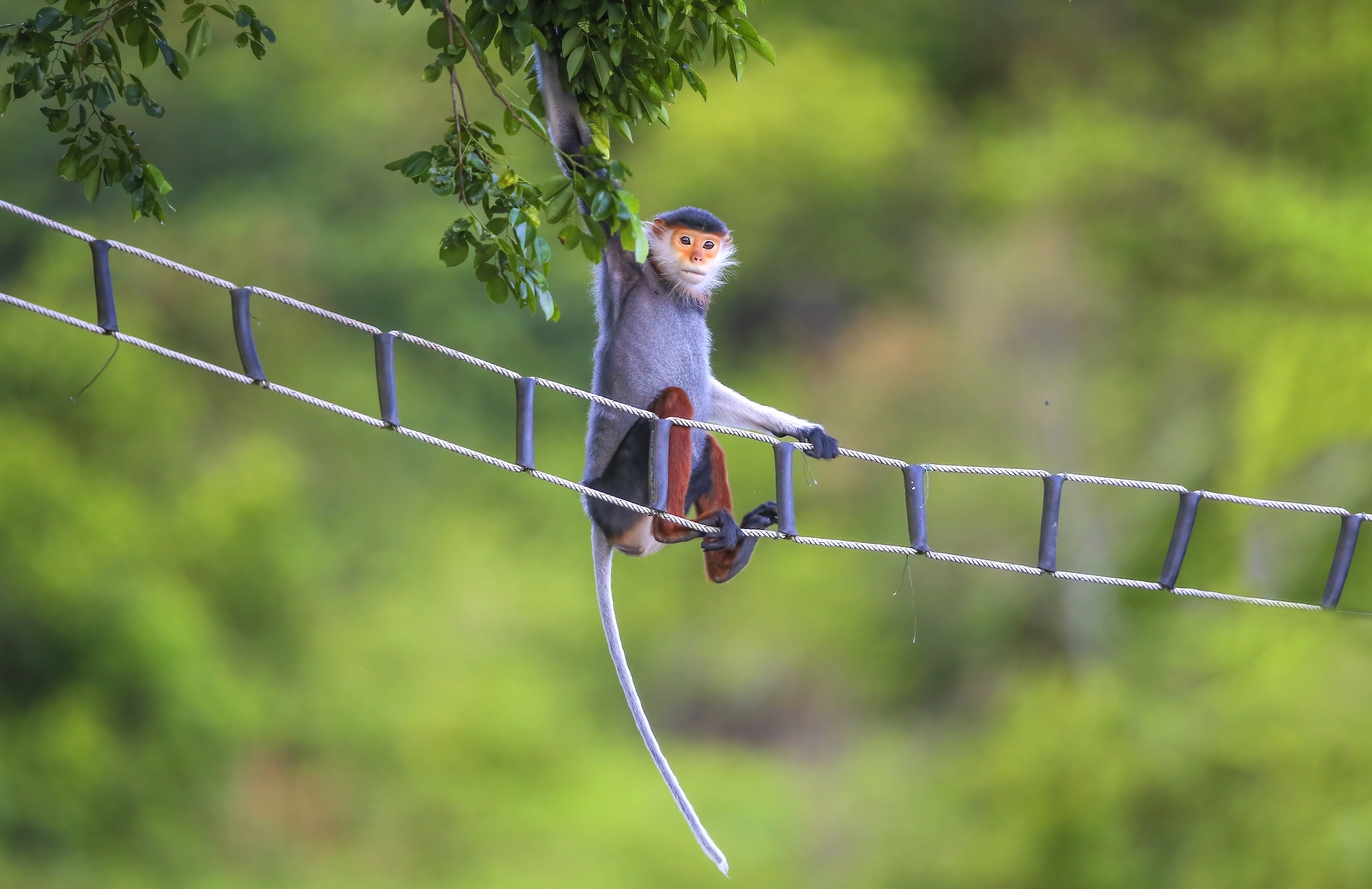 Douc langur portrait