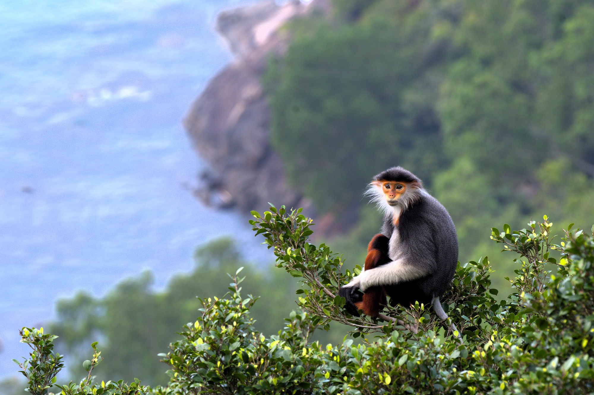 Douc langur portrait